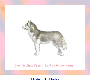 Husky Dog Flashcard – no breed name